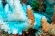 Staghorn Coral (Acropora) in the process of bleaching due to rising sea temperatures