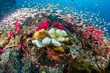 Coral Bleaching on a tropical coral reef (Richelieu Rock, Thailand)