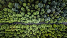 Drone Aerial View From Above Of Road Through The Green Autumn Forest In "Poiso", Madeira Island, Portugal.