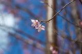 Fototapeta  - Prunus cerasoides, pink flowers with blue sky It blooms in January and February each year.