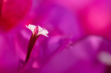 Bougainvillea Single Stamen Close-up On Purple Flower