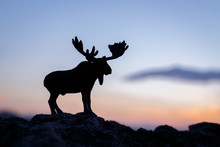 Silhouette Of Moose Standing On Rock