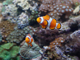 Fototapeta Do akwarium - Clown fish. This is the brightest representative of the deep sea, which can live not only in nature but also in the aquarium.