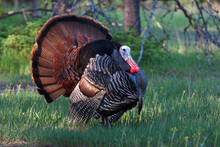 Eastern Wild Tom Turkey (Meleagris Gallopavo) Strutting With Tail Feathers In Fan Through A Grassy Meadow In Canada