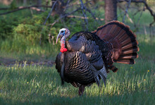 Eastern Wild Tom Turkey (Meleagris Gallopavo) Strutting With Tail Feathers In Fan Through A Grassy Meadow In Canada	