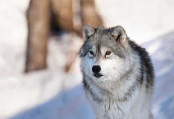 Wall Mural - A lone Timber Wolf or Grey Wolf (Canis lupus) portrait walking in the winter snow in Canada