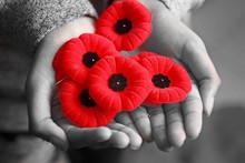 Commonwealth Countries, Remembrance Day, Veterans Day, Poppy Day, Armistice Day