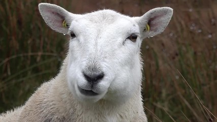 Wall Mural - Close up of funny chewing sheep in the Highlands of Scotland