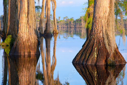 Fotografía Cypress Trees, Banks Lake, GA