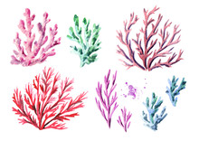 Corals Set