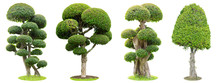 Bonsai Trees Isolated On White Background. Its Shrub Is Grown In A Pot Or Ornamental Tree In The Garden.