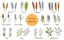 Hand Drawn Set Of Culinary Agricultural Cereals