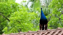 Indian Blue Peafowl Or Peacock Pavo Cristatus .