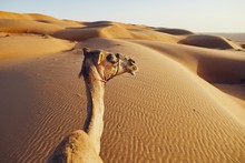 Camel On Sand Dune