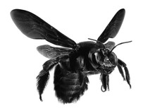 Big Black Bee