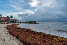 Caribbean Sandy Beach Covered By Sargasso Algae In Tulum