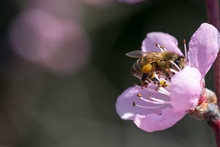 Bee And Pink Apricot Flower Close Up