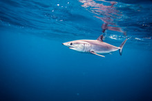 Shortfin Mako Shark Or Isurus Oxyrinchus Swimming Wild In The Pacific Ocean Off San Diego, California. Wild