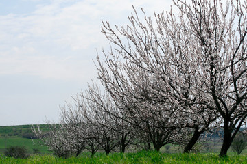 Wall Mural - Blooming Trees