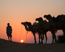 Man With Camels At Sunset