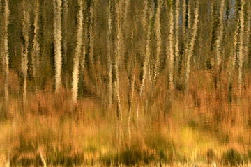 Wall Mural - Reflected Trees