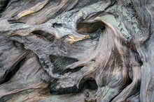 Driftwood Swirls 