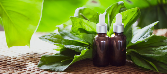 Bottles of plantain oil surrounded by leaves of plantain. Homeopathic and herbal medicine.