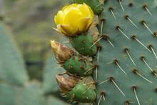 Nopale (Opuntia) With Yellow Flowers, Gran Canaria, Canary Islands, Spain, Europe