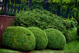 Fototapeta Uliczki - Curly and spherically trimmed bushes