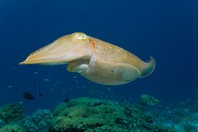 Common Cuttlefish (Sepia Officinalis), Selayar Island, Sulawesi, Flores Sea, Pacific, Indonesia, Asia