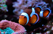 Amphiprion Ocellaris Clown fish 