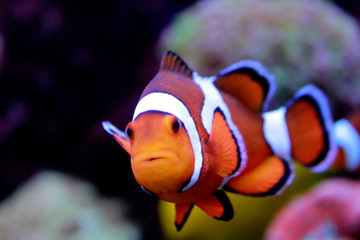 Canvas Print - Amphiprion Ocellaris Clown fish 