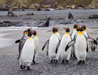 Wall Mural - flock of king penguins surrounded by fur seals.