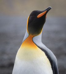Wall Mural - king penguin during sleet storm.