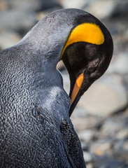 Wall Mural - preening king penguin in south georgia.