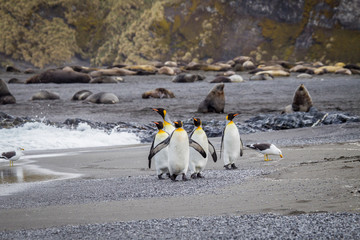Wall Mural - five king penguins walk on beach with elephant seals in falkland islands.
