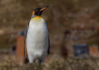 Wall Mural - single king penguin with profile to the right.