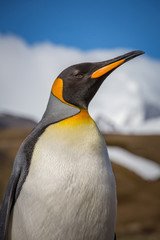 Wall Mural - large stately king penguin .