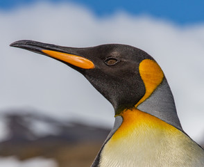 Wall Mural - king penguin in left profile on falkland islands near antarctica.
