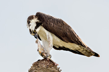 Canvas Print - Osprey