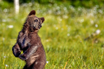 Wall Mural - Brown bear cub