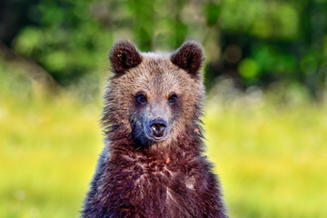 Brown bear cub