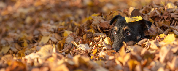 Jack Russell Terrier doggy. Cute dog buried in autumn leaves