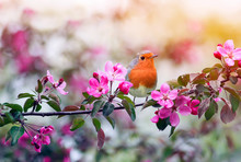 Little Bird Robin Sitting On A Branch Of A Flowering Pink Apple Tree In The Spring Garden Of May
