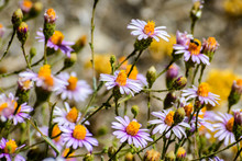 Brewer's Fleabane (Erigeron Breweri) Wildflowers Blooming At High Altitude In Sequoia National Park, Sierra Nevada Mountains, South California