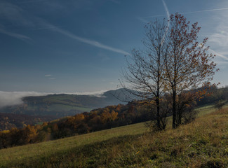 Autumn tree on meadow near Zitkova village