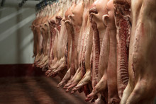 Dead Slaughtered Pigs Hanging In Butchery Slaughterhouse. Fresh Pork Meat.