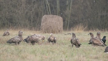 Canvas Print - White-tailed sea-eagle, Haliaeetus albicilla,  Poland, October 2017