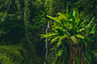 Beautiful waterfall tree in Costa Rican raindforest