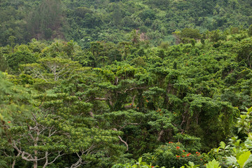 Wall Mural - Nature landscape, Fiji